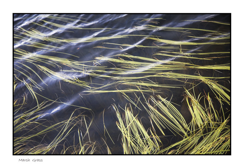 Marsh grass