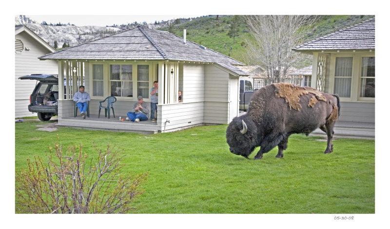 Intruding Bison
