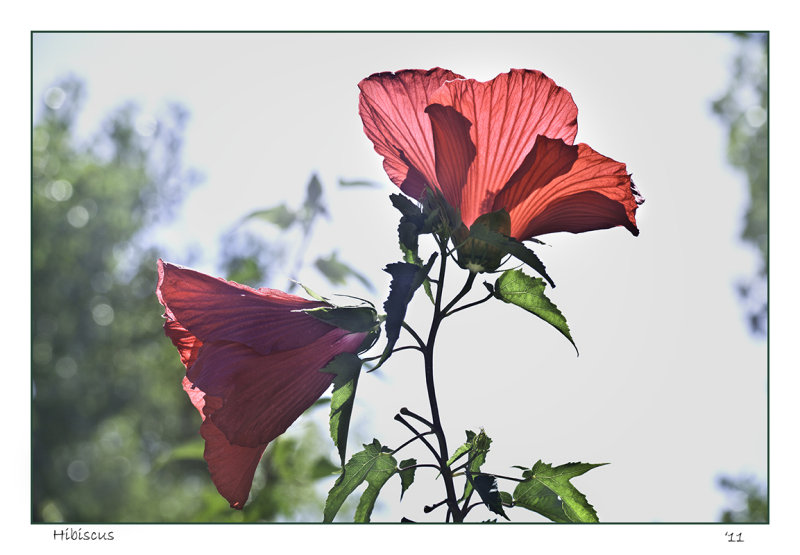 Hibiscus