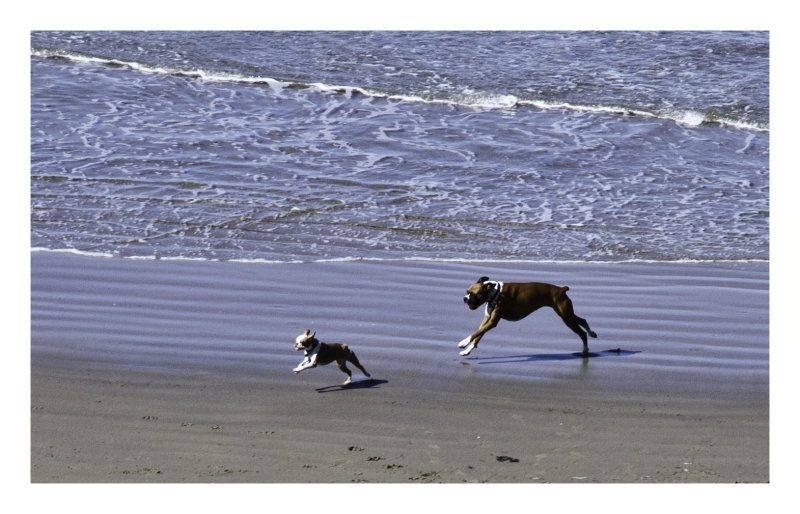 Dogs playing
