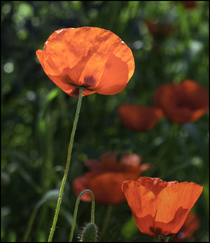 Poppies