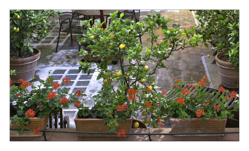 A patio planting