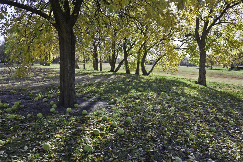 Osage Orange Trees,  Fall