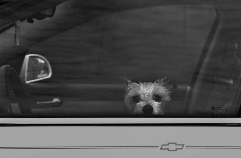Left in the car