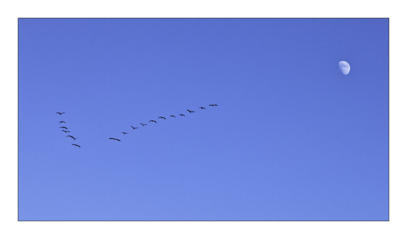 Canada Geese in Flight