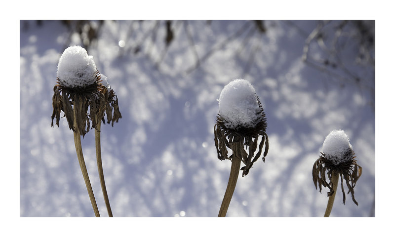 Frozen Thistles