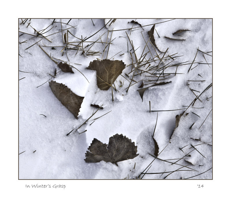 In Winters Grasp