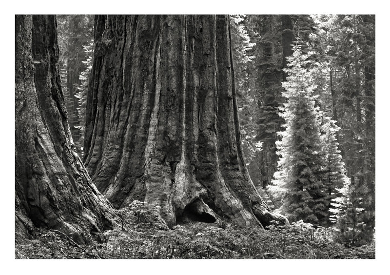 Sequoia
