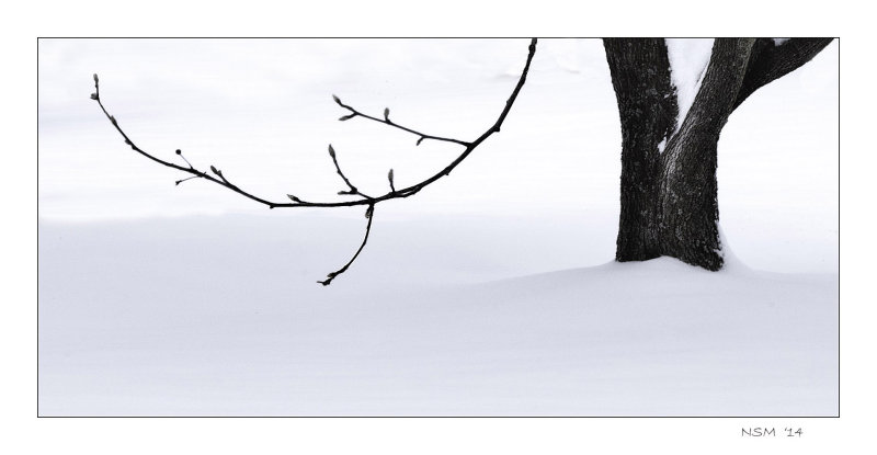 Low Hanging  Branch