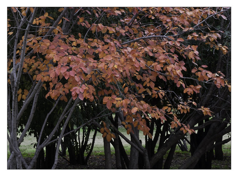 Somber Fall Day