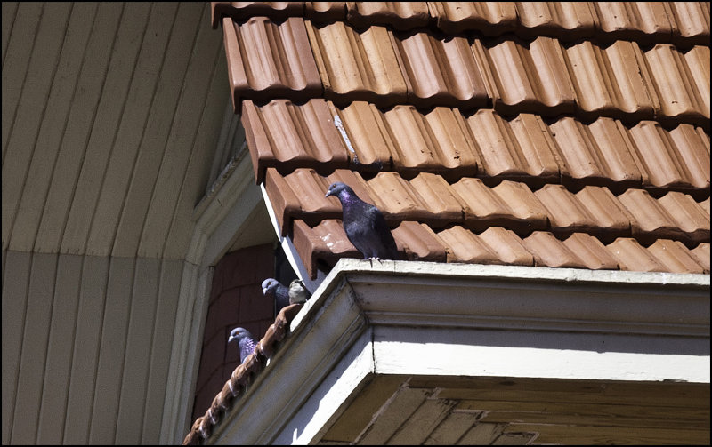 Gargoyle looking 