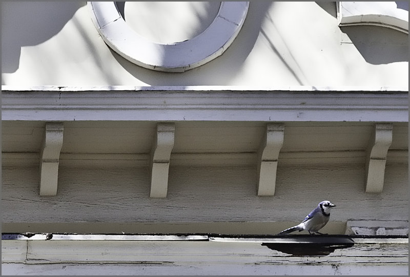 Blue Jay