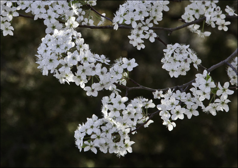 Dappled Light