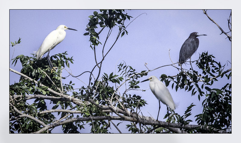 Three Egrets