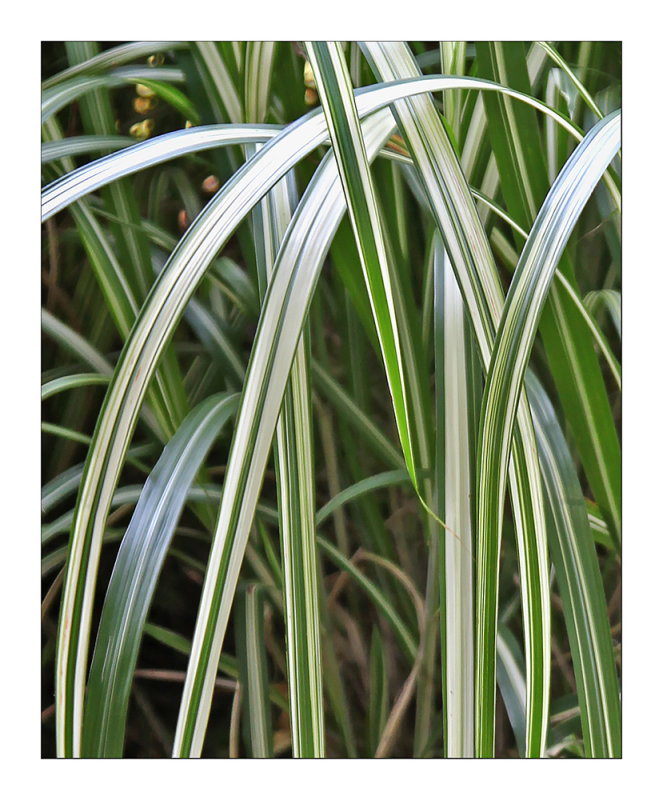 Draping Leaves