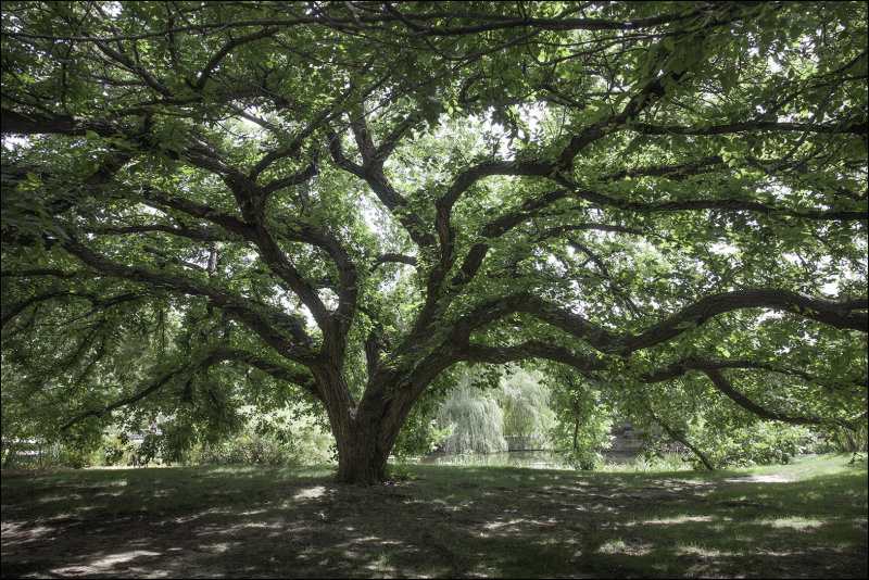 Spreading Branches