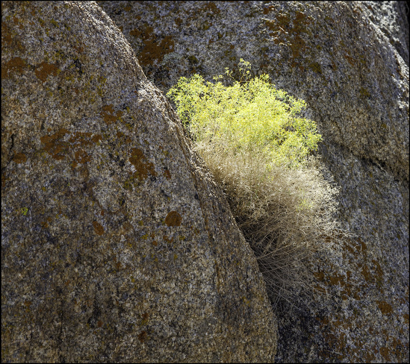 Lichen and Rabbit Brush