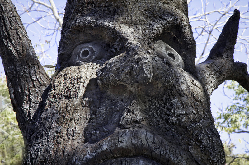 Scary     Tree.