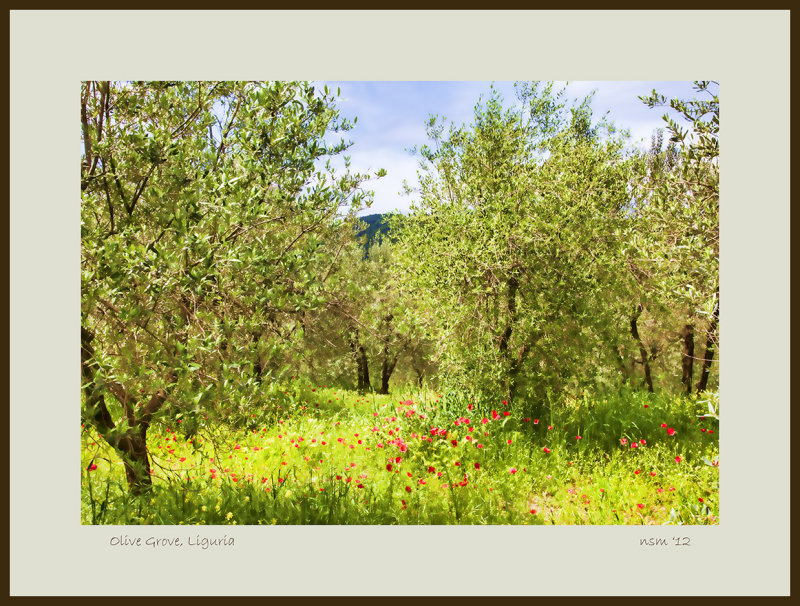 Olive Grove,  Liguria.