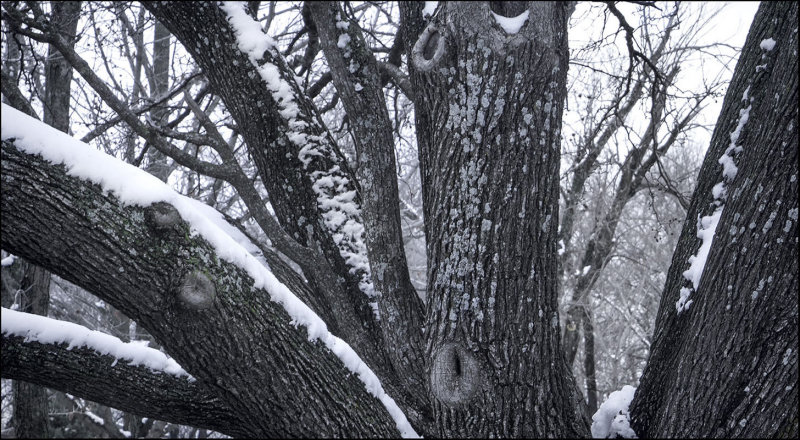 Bradford Pear Trunk