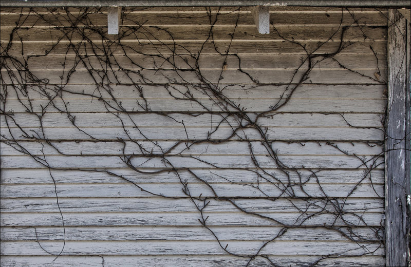 Encroaching Vine