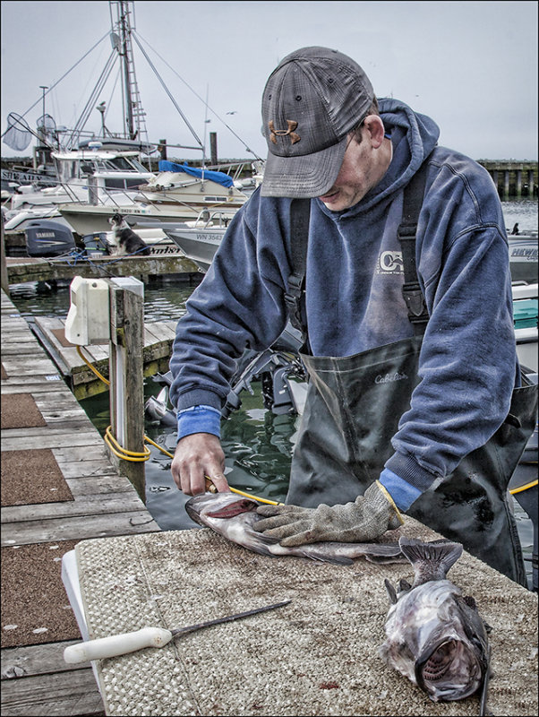 Cleaning Chilean Sea Bass