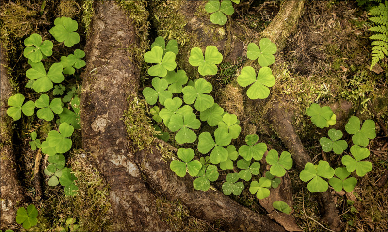 Oxalis