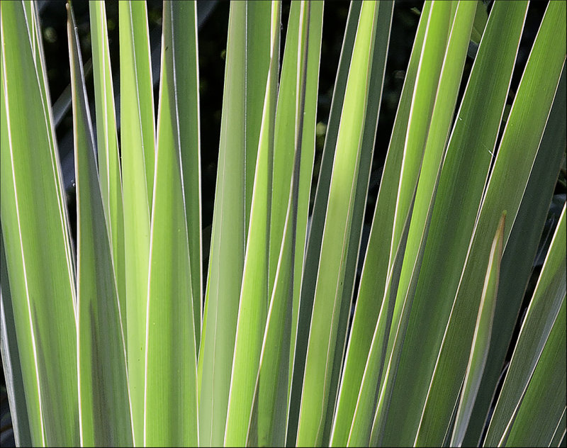 Cactus Spike Detail
