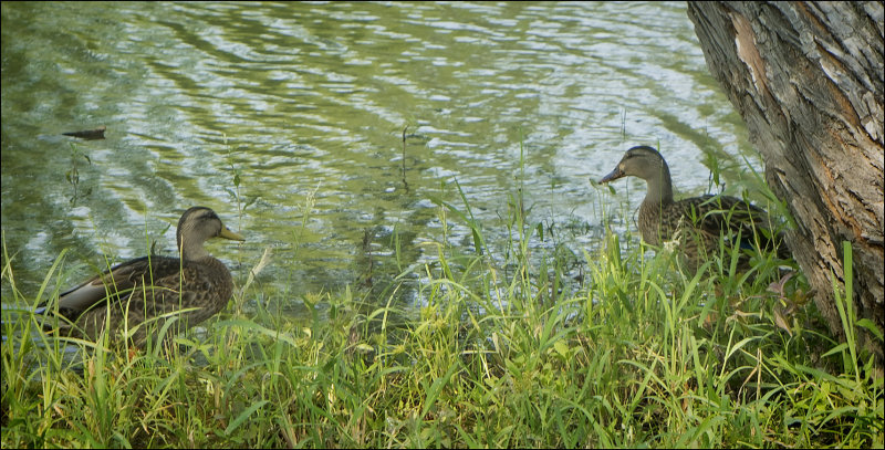 Female  Mallards
