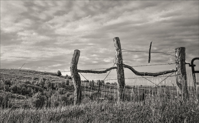 Gate Fence Posts