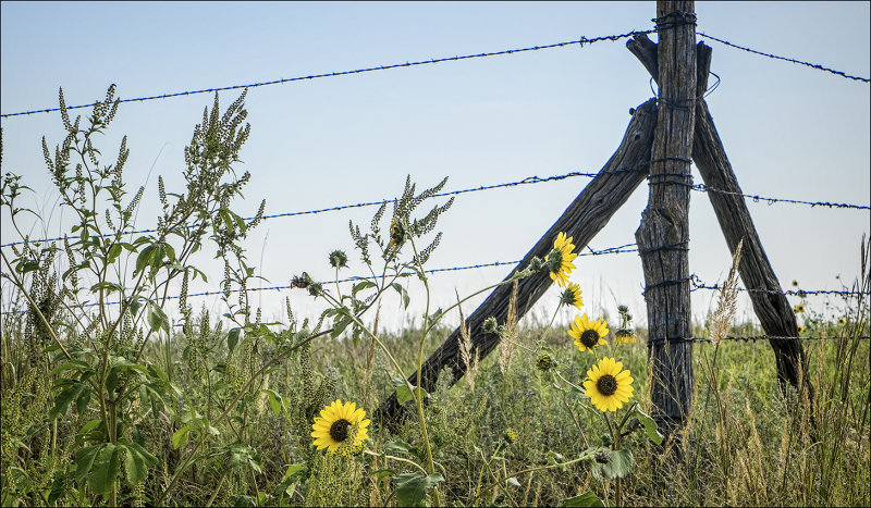 Weeds and Wild Sunflowers