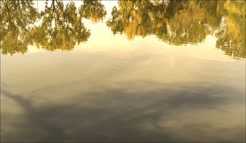 Placid
