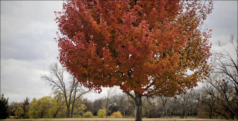 Red Maple