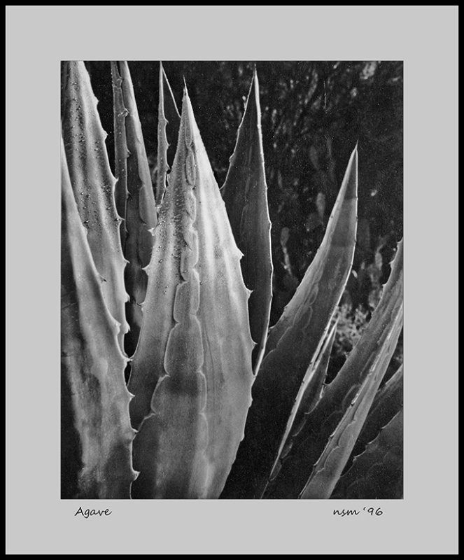 Agave