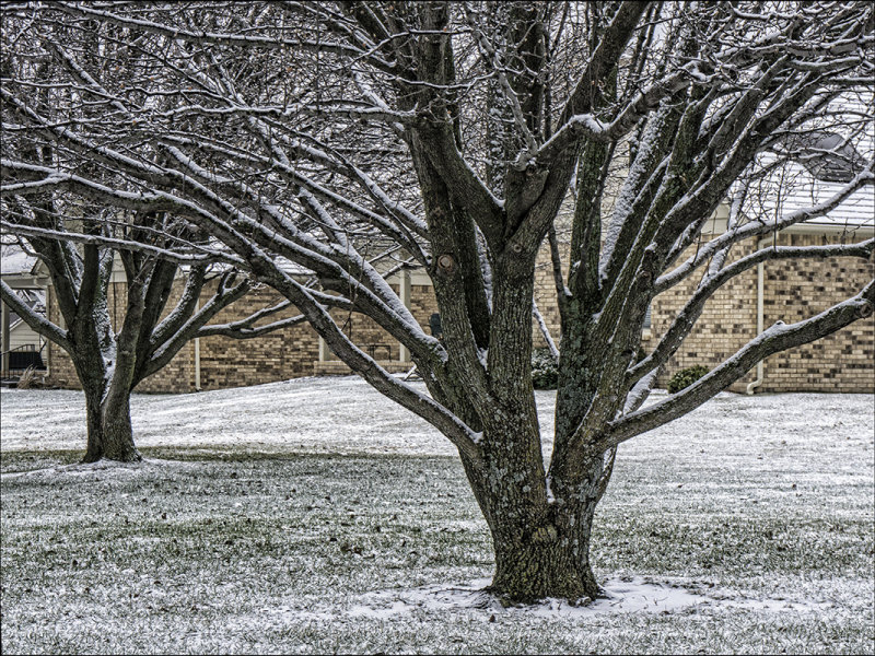 Bradford Pear