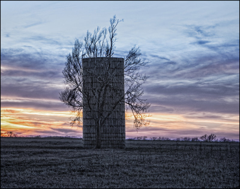 Encroaching Tree