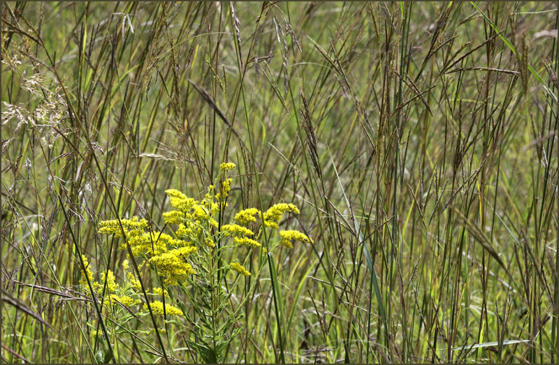 Goldenrod and  Native Grasses