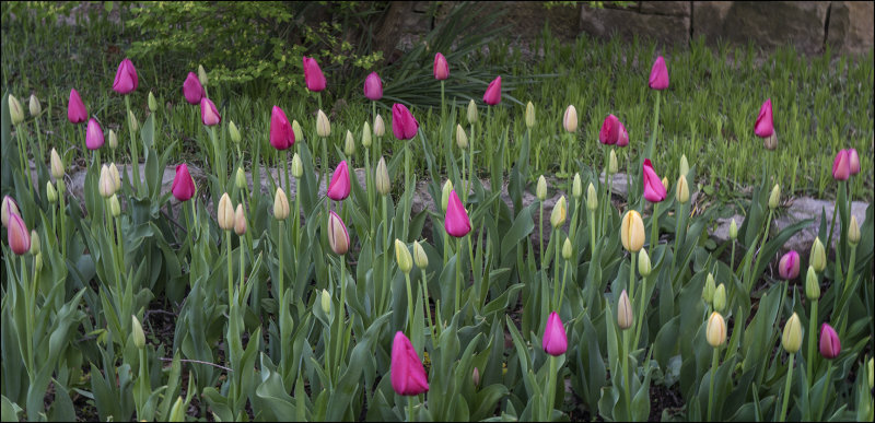 Tulips, Cool Mornng Light