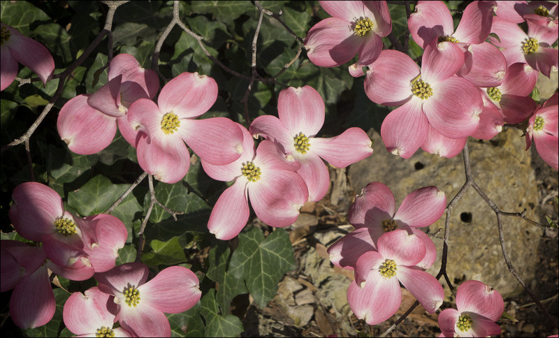 Pink Dogwood