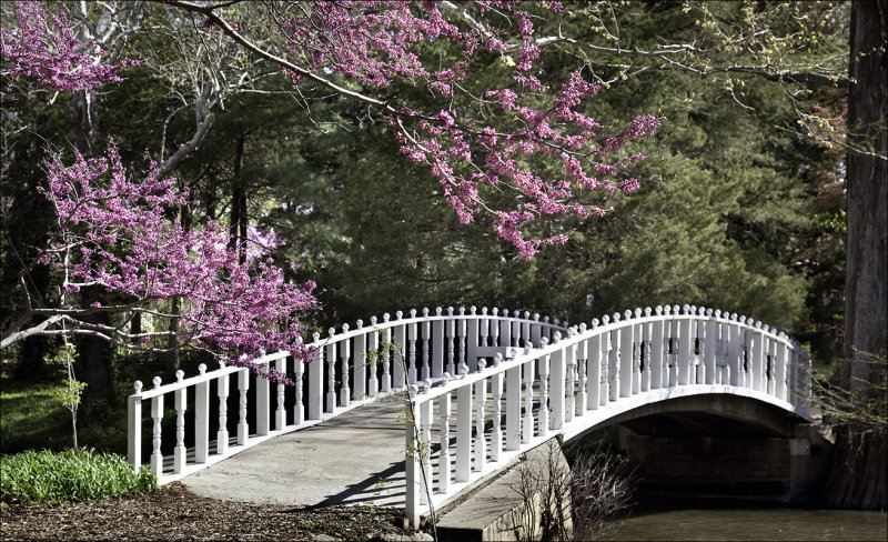 Red Bud Trees in Bloom