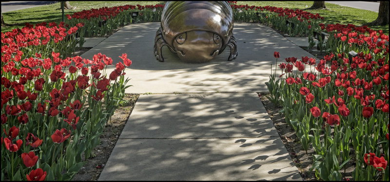 Dont They Know That Millipedes are Allergic to Tulips