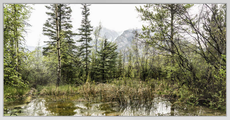 Pond on a Dreary Day