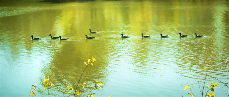 All My Geese In a Row