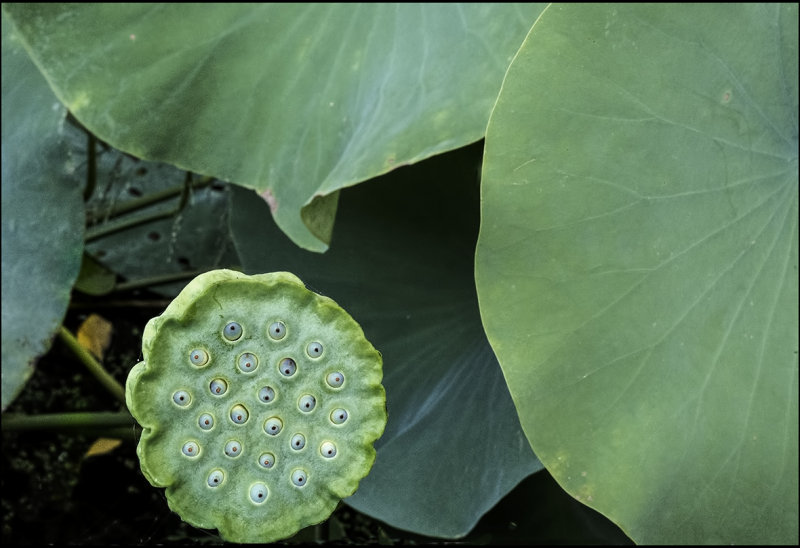 Fresh Lotus Seed Pod