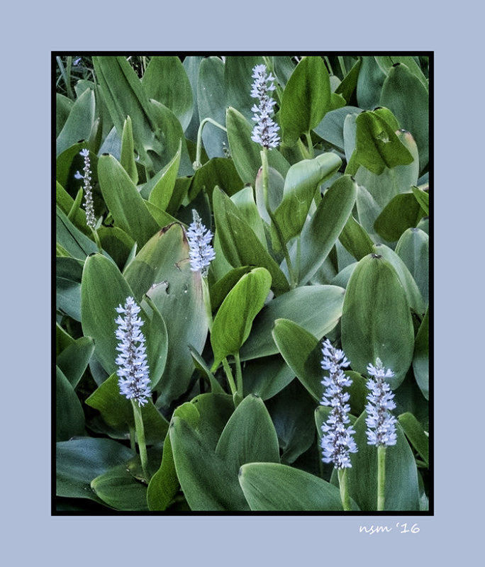 Blue Blooms