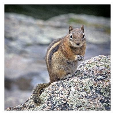 Golden Mantled  Ground Squirrel