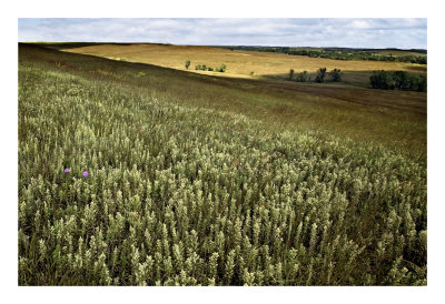 The Flint Hills in September