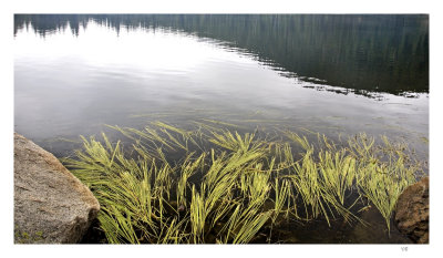Grasses,  Bear Lake