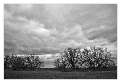 Hedge row I-35 N ,Oklahoma