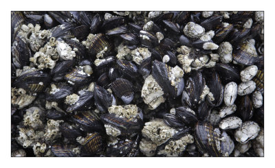 Mussels and barnacles.